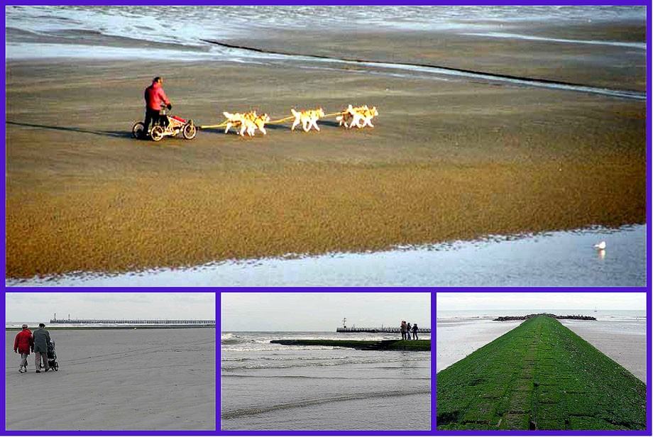 vandelaars op het strand